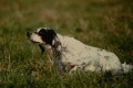 Setter Anglais DAISY DI GRUMA Setter Anglais DAISY DI GRUMA